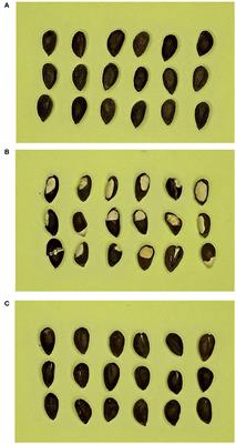 Slight crack identification of cottonseed using air-coupled ultrasound with sound to image encoding